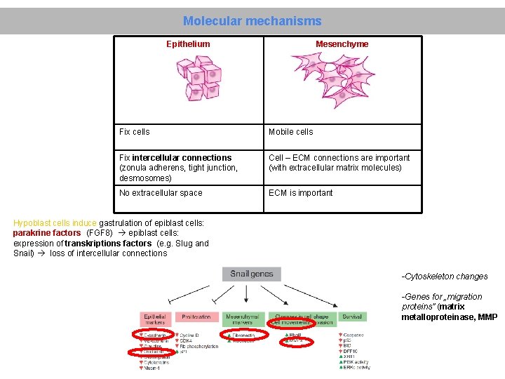 Molecular mechanisms Epithelium Mesenchyme Fix cells Mobile cells Fix intercellular connections (zonula adherens, tight