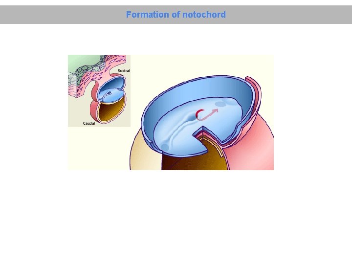 Formation of notochord 