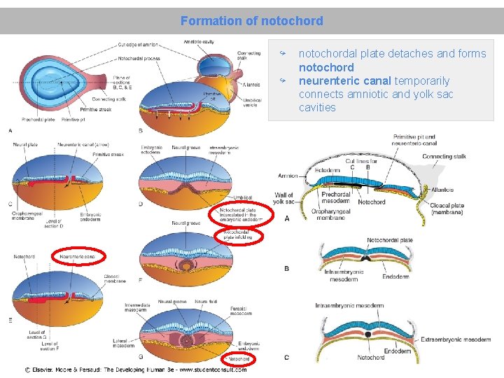 Formation of notochord ↪ ↪ notochordal plate detaches and forms notochord neurenteric canal temporarily