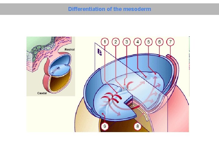 Differentiation of the mesoderm 