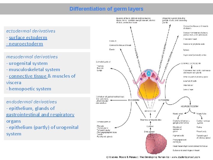 Differentiation of germ layers ectodermal derivatives - surface ectoderm - neuroectoderm mesodermal derivatives -