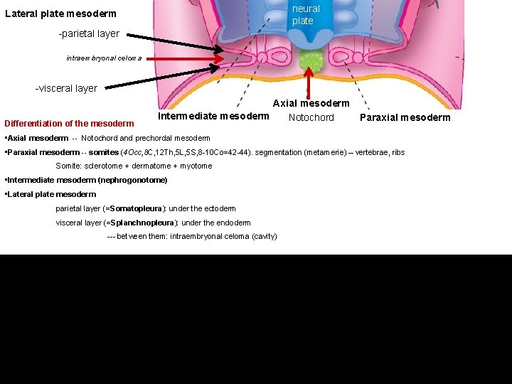 neural plate Lateral plate mesoderm -parietal layer intraembryonal celoma -visceral layer Differentiation of the