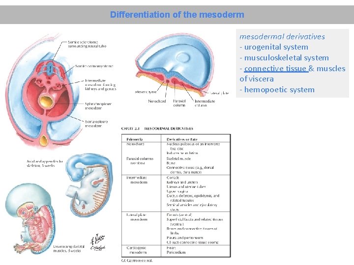 Differentiation of the mesodermal derivatives - urogenital system - musculoskeletal system - connective tissue