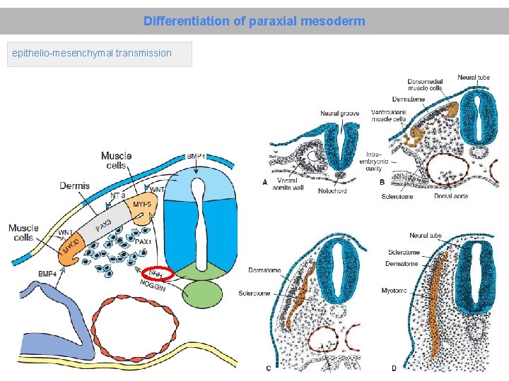Differentiation of paraxial mesoderm epithelio-mesenchymal transmission 