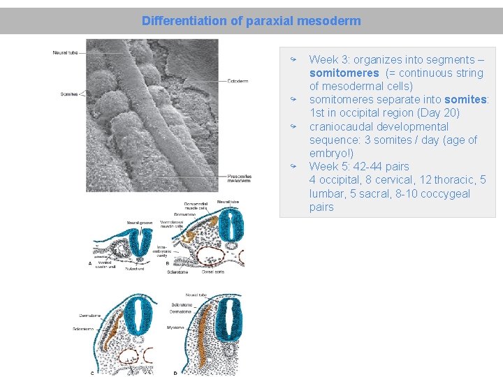 Differentiation of paraxial mesoderm ↪ ↪ Week 3: organizes into segments – somitomeres (=