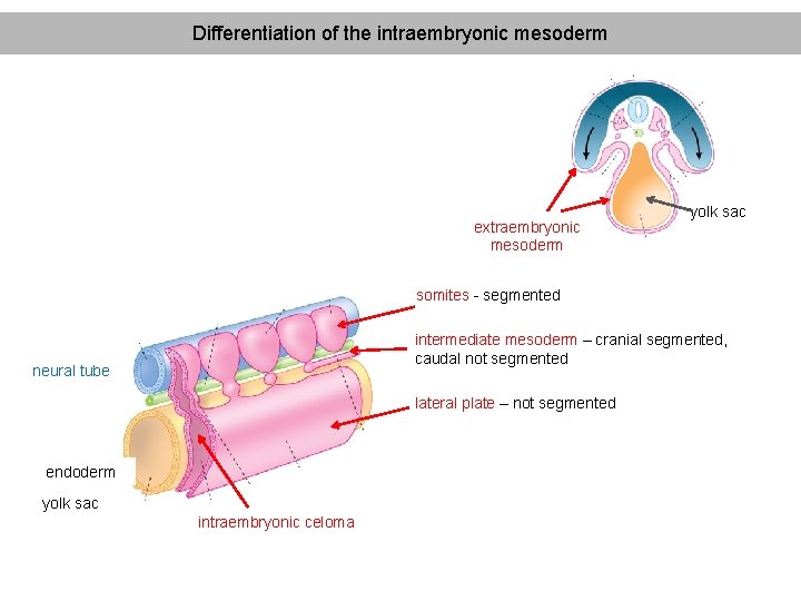 Differentiation of the intraembryonic mesoderm extraembryonic mesoderm yolk sac somites - segmented intermediate mesoderm
