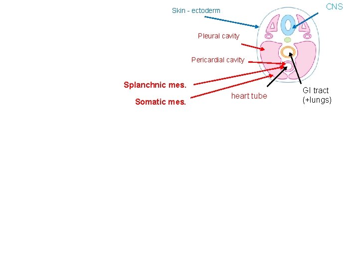 CNS Skin - ectoderm Pleural cavity Pericardial cavity Splanchnic mes. Somatic mes. heart tube