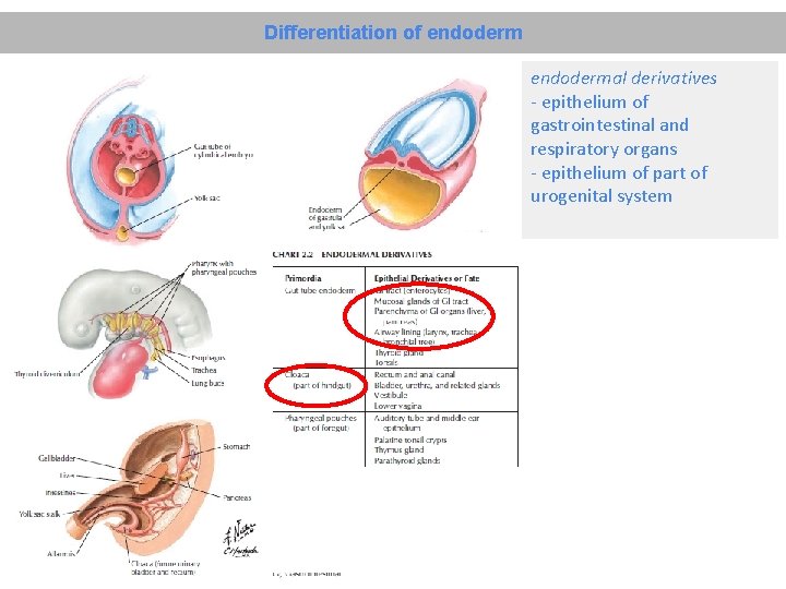 Differentiation of endodermal derivatives - epithelium of gastrointestinal and respiratory organs - epithelium of