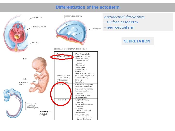 Differentiation of the ectodermal derivatives - surface ectoderm - neuroectoderm NEURULATION 