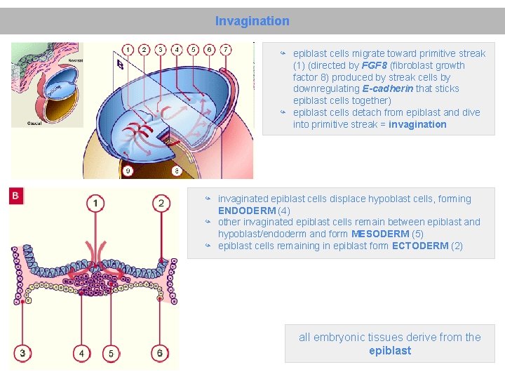 Invagination ↪ epiblast cells migrate toward primitive streak (1) (directed by FGF 8 (fibroblast