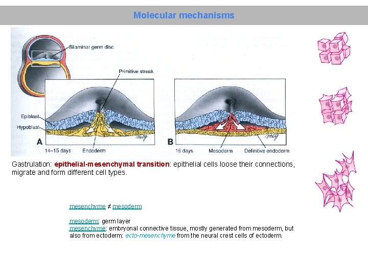 Molecular mechanisms Gastrulation: epithelial-mesenchymal transition: epithelial cells loose their connections, migrate and form different