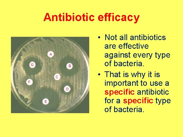 Antibiotic efficacy • Not all antibiotics are effective against every type of bacteria. •