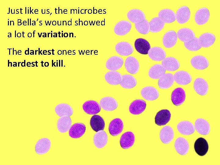 Just like us, the microbes in Bella’s wound showed a lot of variation. The