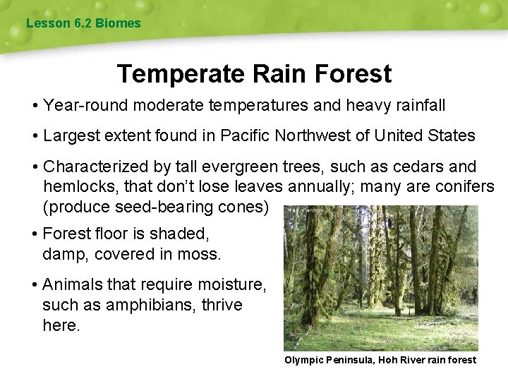 Lesson 6. 2 Biomes Temperate Rain Forest • Year-round moderate temperatures and heavy rainfall