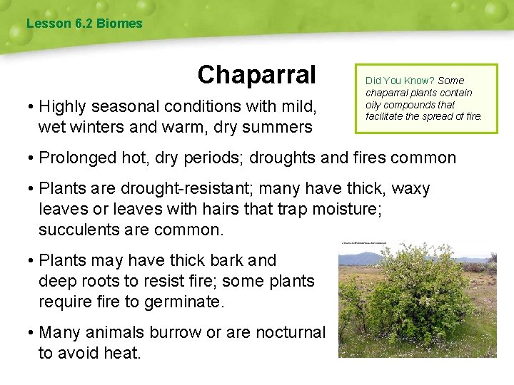 Lesson 6. 2 Biomes Chaparral • Highly seasonal conditions with mild, wet winters and
