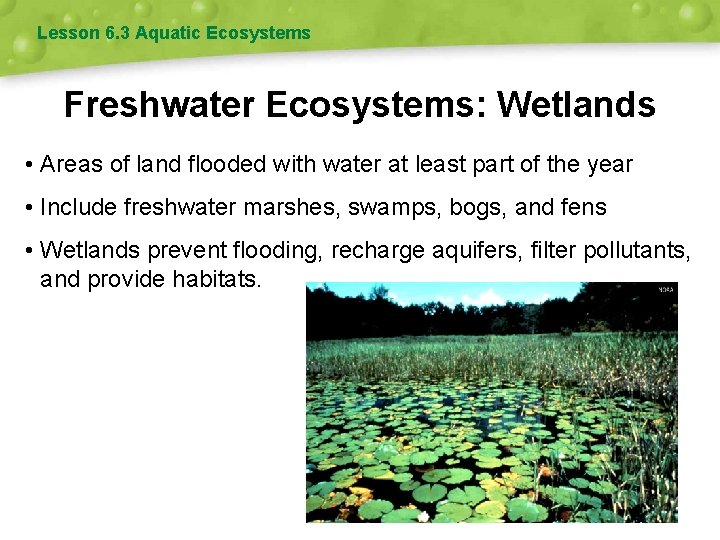 Lesson 6. 3 Aquatic Ecosystems Freshwater Ecosystems: Wetlands • Areas of land flooded with