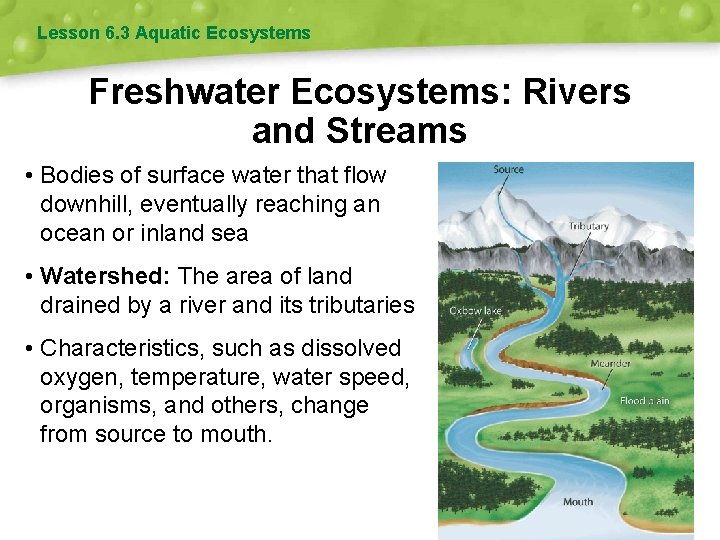 Lesson 6. 3 Aquatic Ecosystems Freshwater Ecosystems: Rivers and Streams • Bodies of surface