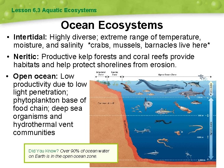 Lesson 6. 3 Aquatic Ecosystems Ocean Ecosystems • Intertidal: Highly diverse; extreme range of