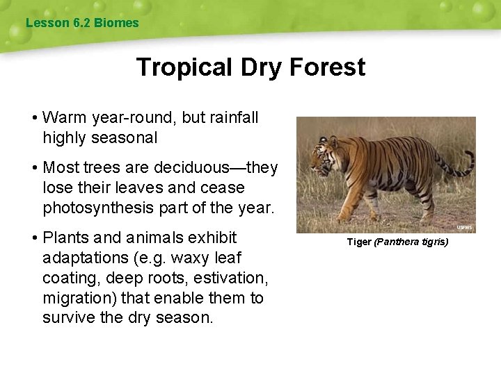 Lesson 6. 2 Biomes Tropical Dry Forest • Warm year-round, but rainfall highly seasonal