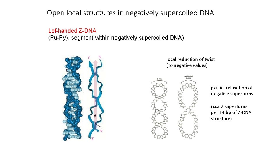 Open local structures in negatively supercoiled DNA Lef-handed Z-DNA (Pu-Py)n segment within negatively supercoiled