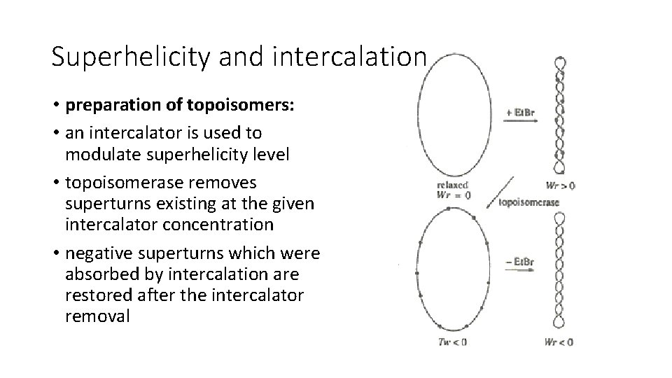 Superhelicity and intercalation • preparation of topoisomers: • an intercalator is used to modulate