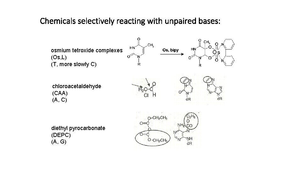 Chemicals selectively reacting with unpaired bases: osmium tetroxide complexes (Os, L) (T, more slowly