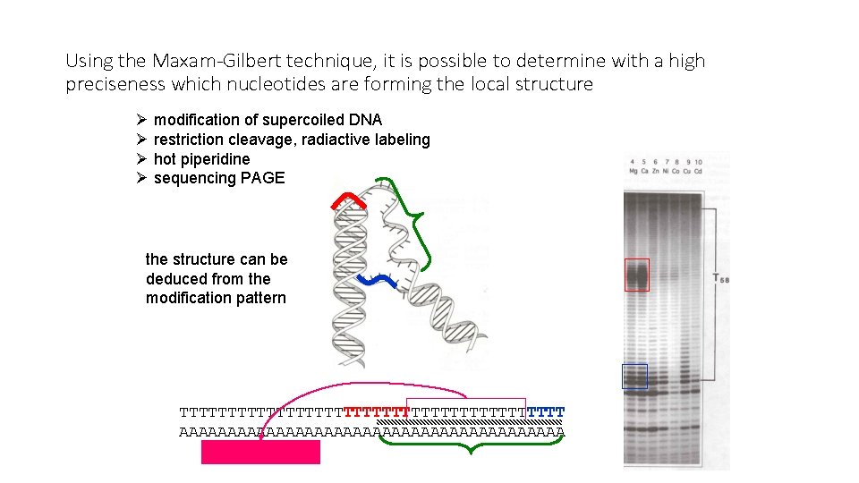 Using the Maxam-Gilbert technique, it is possible to determine with a high preciseness which