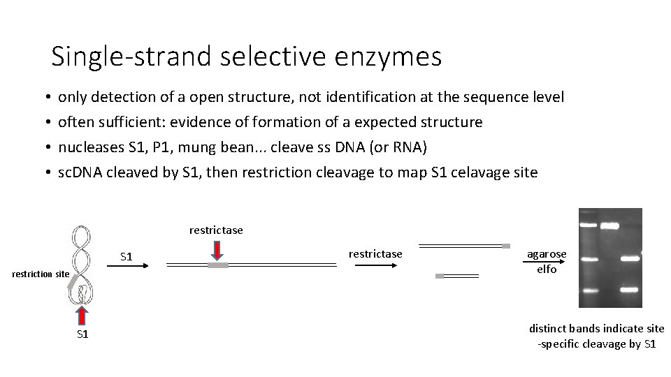Single-strand selective enzymes • • only detection of a open structure, not identification at