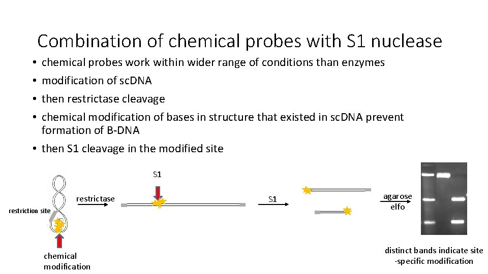 Combination of chemical probes with S 1 nuclease chemical probes work within wider range
