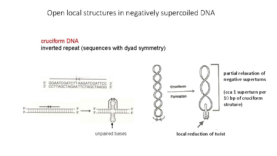 Open local structures in negatively supercoiled DNA cruciform DNA inverted repeat (sequences with dyad