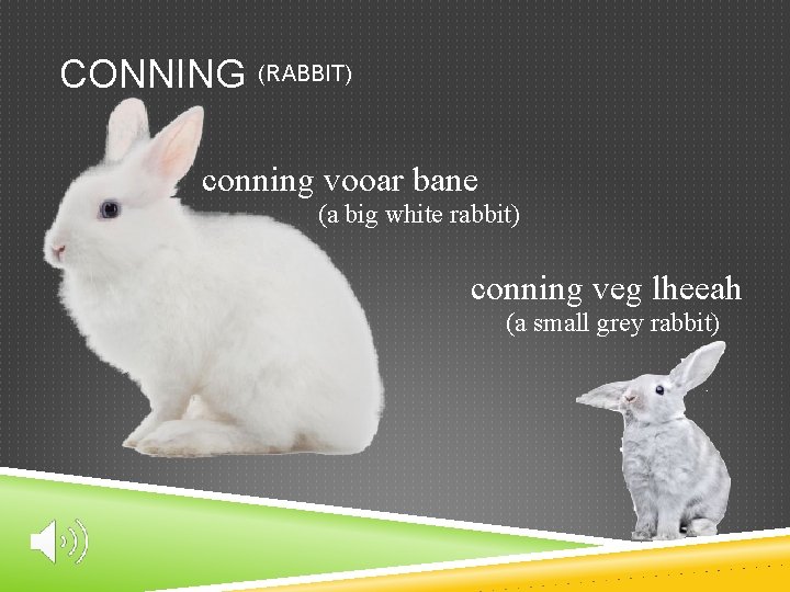 CONNING (RABBIT) conning vooar bane (a big white rabbit) conning veg lheeah (a small