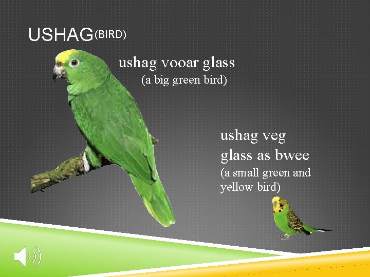 USHAG (BIRD) ushag vooar glass (a big green bird) ushag veg glass as bwee