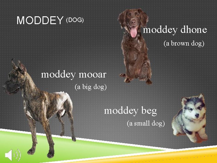 MODDEY (DOG) moddey dhone (a brown dog) moddey mooar (a big dog) moddey beg