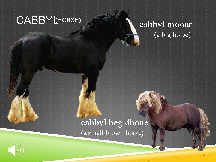 CABBYL(HORSE) cabbyl mooar (a big horse) cabbyl beg dhone (a small brown horse) 
