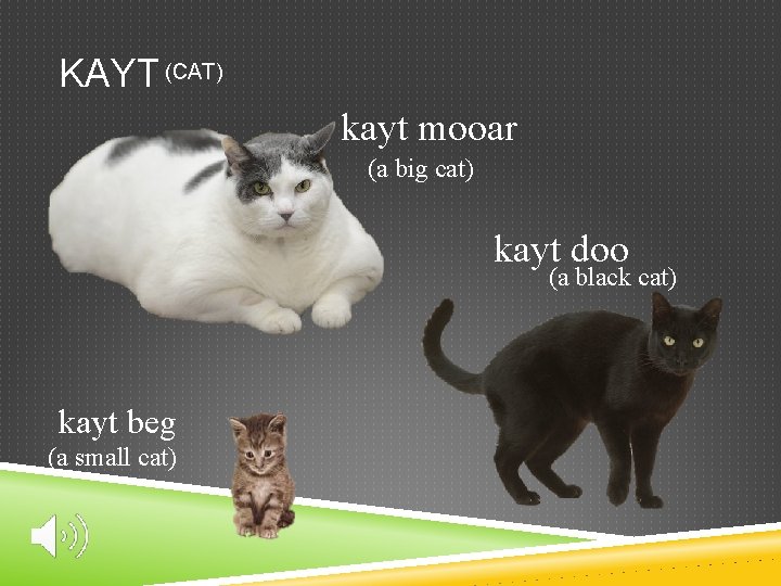 KAYT (CAT) kayt mooar (a big cat) kayt doo (a black cat) kayt beg