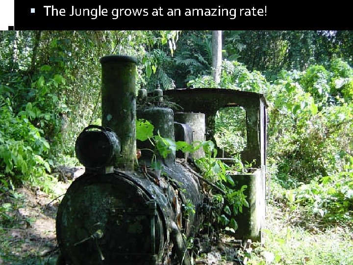  The Jungle grows at an amazing rate! 