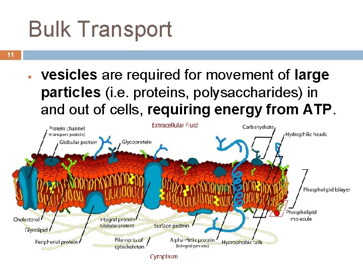 Bulk Transport 11 vesicles are required for movement of large particles (i. e. proteins,