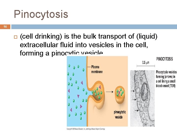 Pinocytosis 16 (cell drinking) is the bulk transport of (liquid) extracellular fluid into vesicles