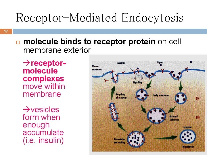 Receptor-Mediated Endocytosis 17 molecule binds to receptor protein on cell membrane exterior receptormolecule complexes