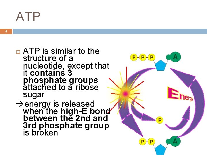 ATP 4 ATP is similar to the structure of a nucleotide, except that it