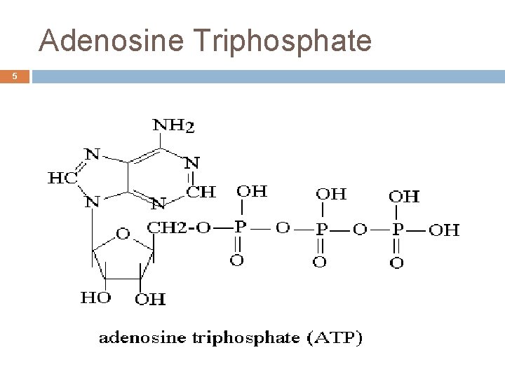 Adenosine Triphosphate 5 