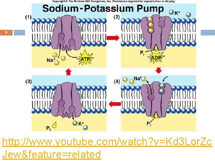 9 http: //www. youtube. com/watch? v=Kd 3 Lor. Zc Jew&feature=related 