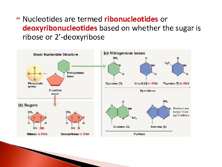  Nucleotides are termed ribonucleotides or deoxyribonucleotides based on whether the sugar is ribose