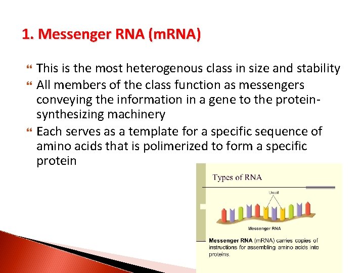 1. Messenger RNA (m. RNA) This is the most heterogenous class in size and