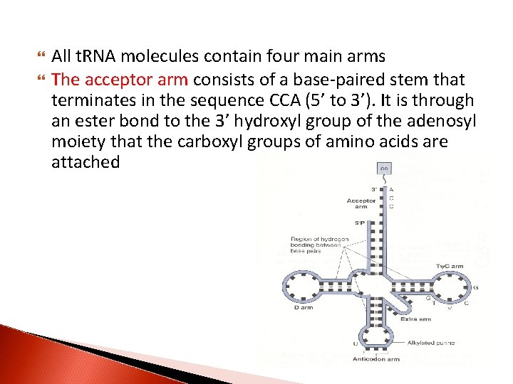  All t. RNA molecules contain four main arms The acceptor arm consists of