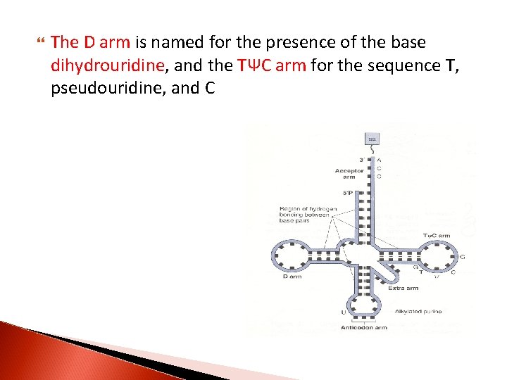  The D arm is named for the presence of the base dihydrouridine, and