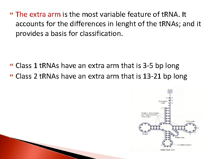  The extra arm is the most variable feature of t. RNA. It accounts