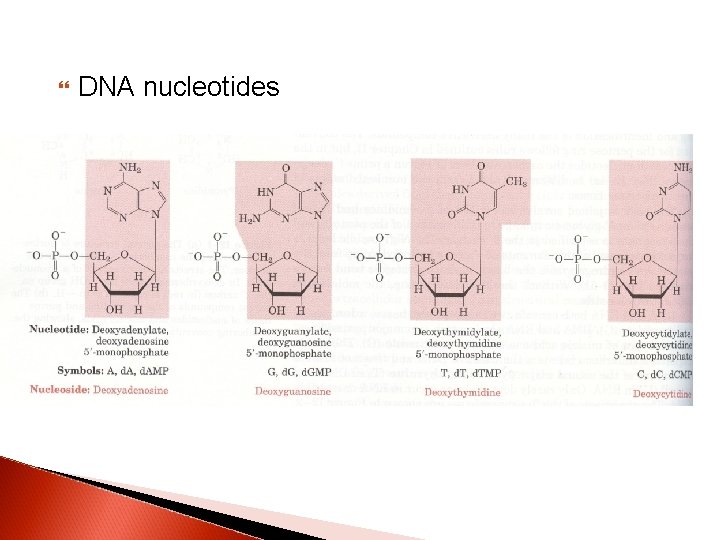  DNA nucleotides 