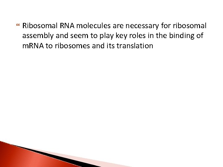  Ribosomal RNA molecules are necessary for ribosomal assembly and seem to play key