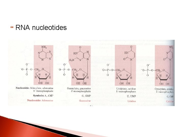  RNA nucleotides 